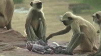 Source: Youtube/BBC Earth