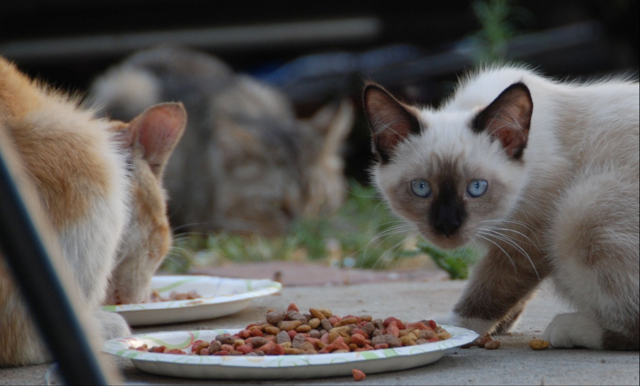 Alimentation des chats | Image: Flickr Alimentation des chats | Image: Flickr