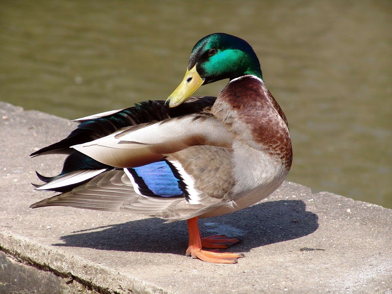 A wild duck standing next to a river on a concrete wall. I Image: Pixabay.