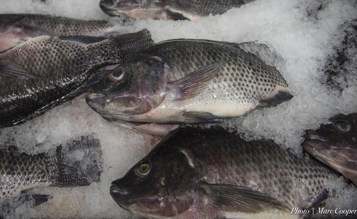 Pescado congelado. | Imagen: PxHere Pescado congelado. | Imagen: PxHere