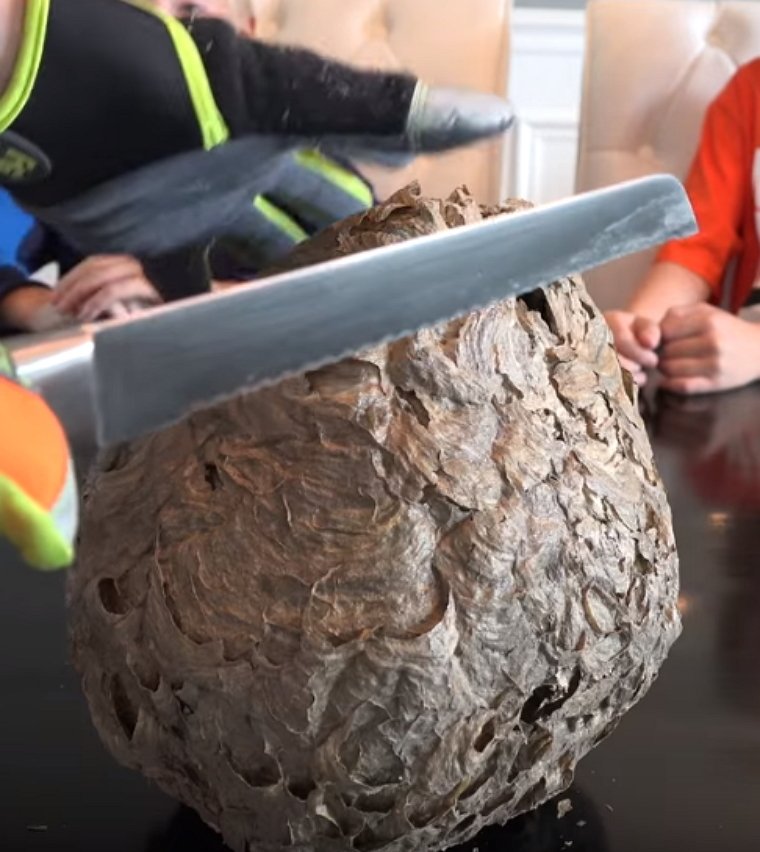 Dan slicing open the wasp nest. | Screenshot: What's Inside?/YouTube
