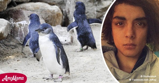 Man who bludgeoned fairy penguins to death escapes jail time