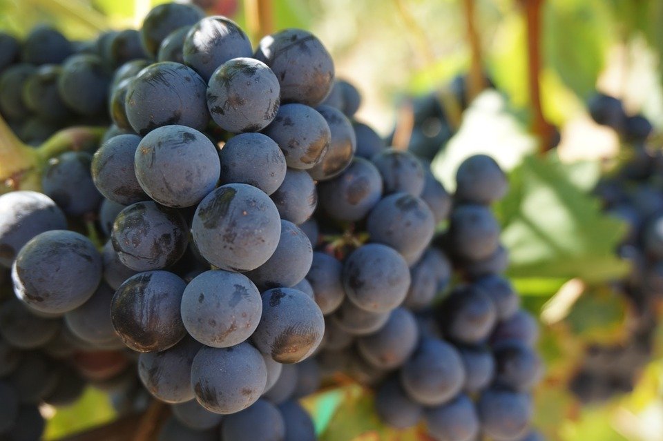 Uvas moradas-Imagen tomada de Pixabay