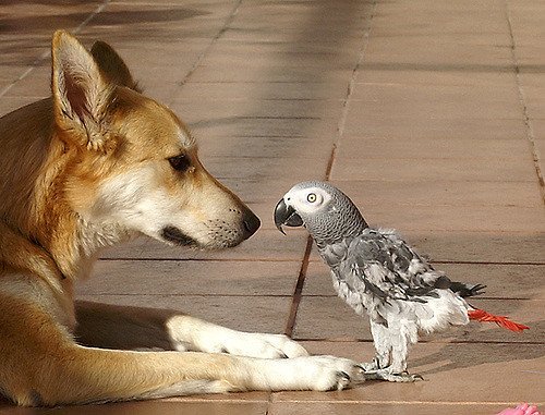 La amistad entre perros y aves es posible | Foto: Staticflickr