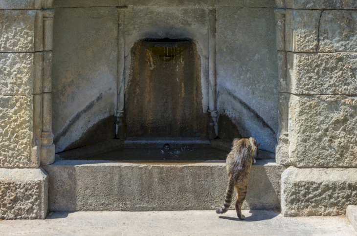 L Histoire D Un Chat Laid Et Cabosse Qui M A Appris Ce Que C Etait Le Vrai Amour Infini