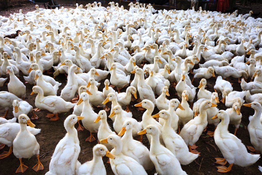 Lots of ducks on the ground | Photo: Shutterstock
