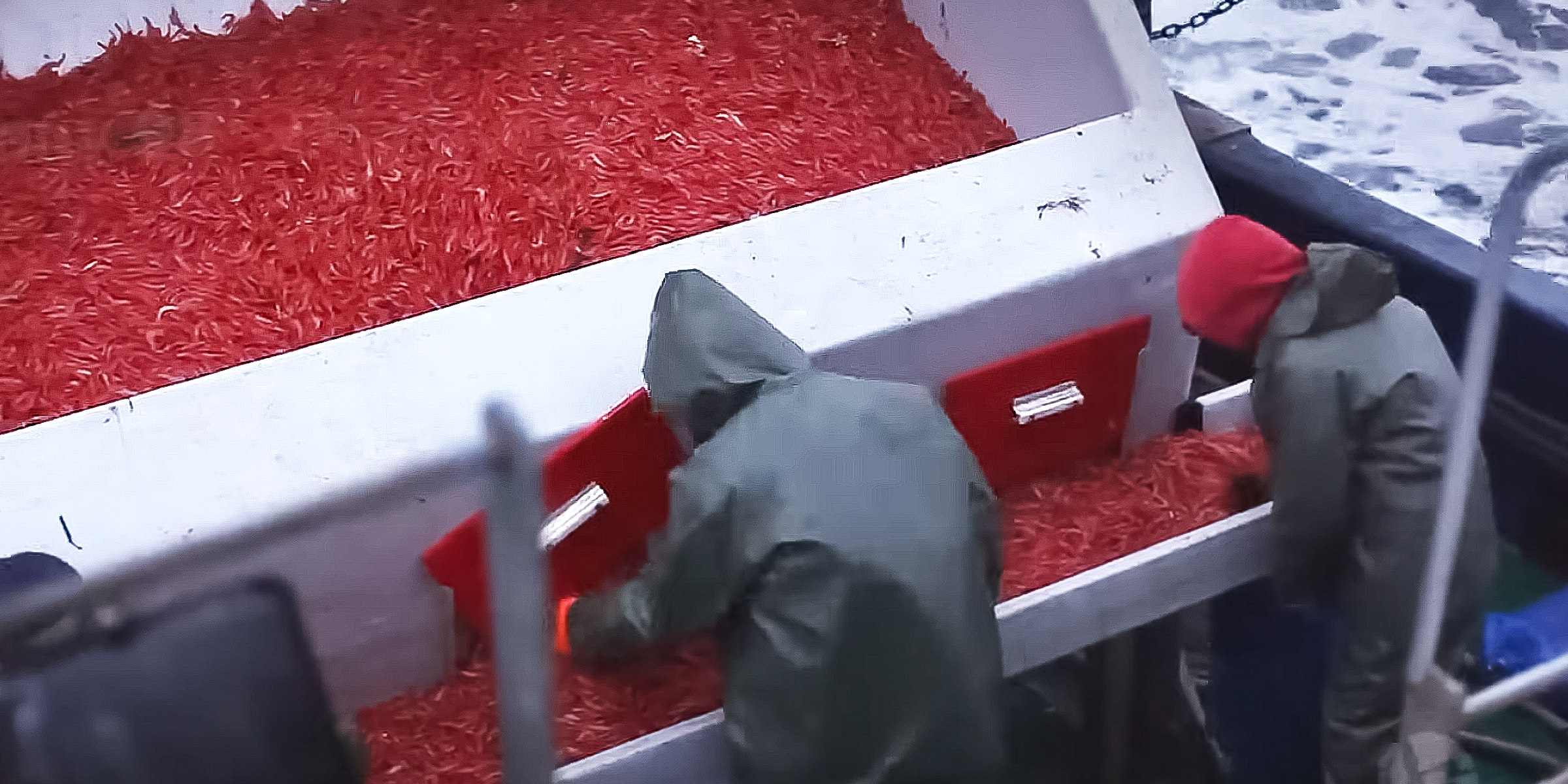 Shrimp being processed | Source: YouTube/Tony 98 - Discovery