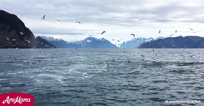 Man grabbed a camera in the hope of capturing humpback whales feeding and he wasn't disappointed