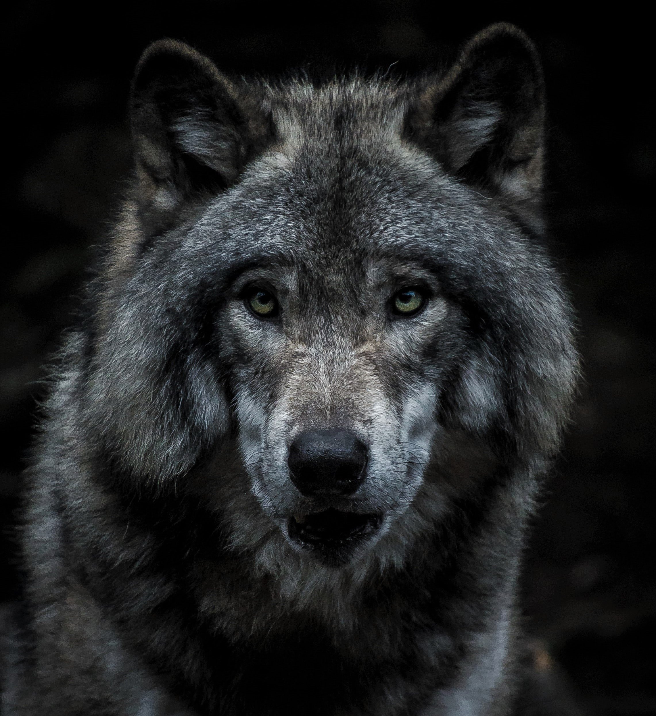 Wolf | Unsplash