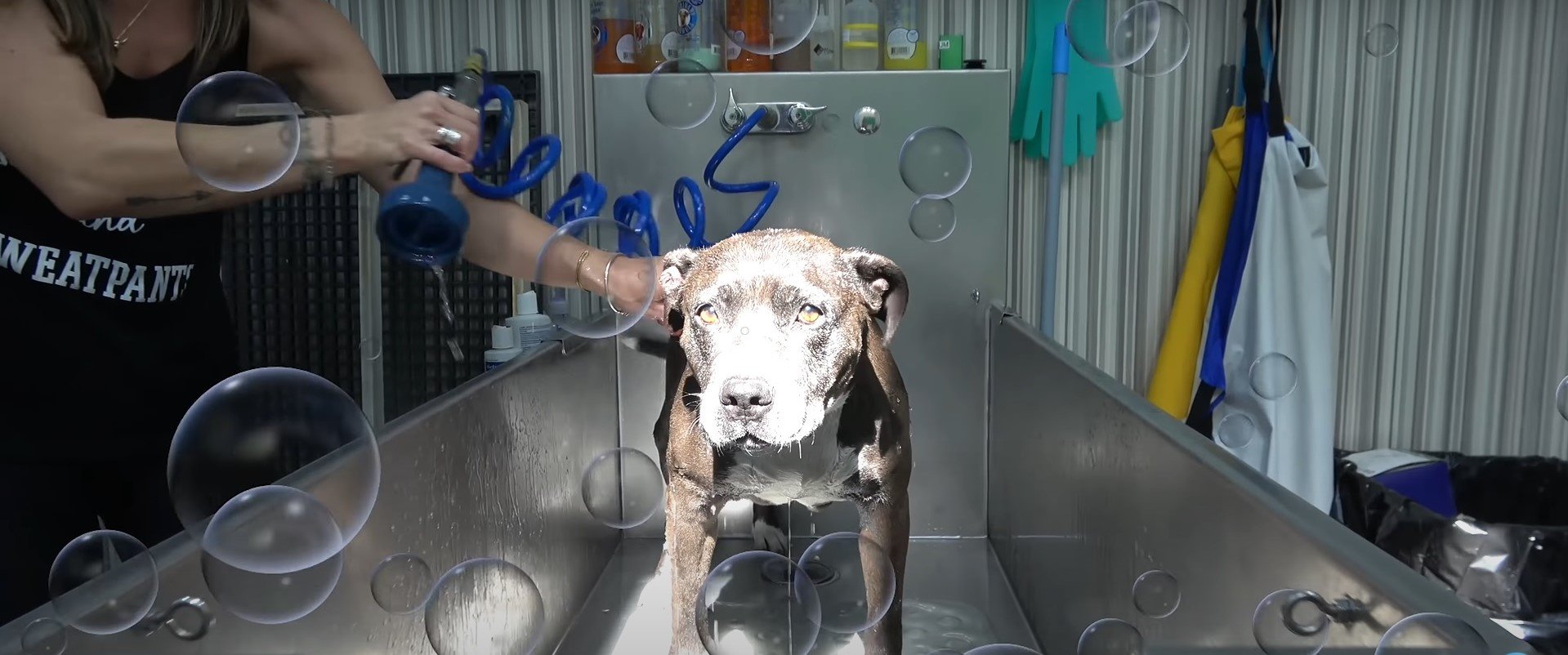 Bluebell genießt Schaumbad | Quelle: youtube.com/hopeforpaws
