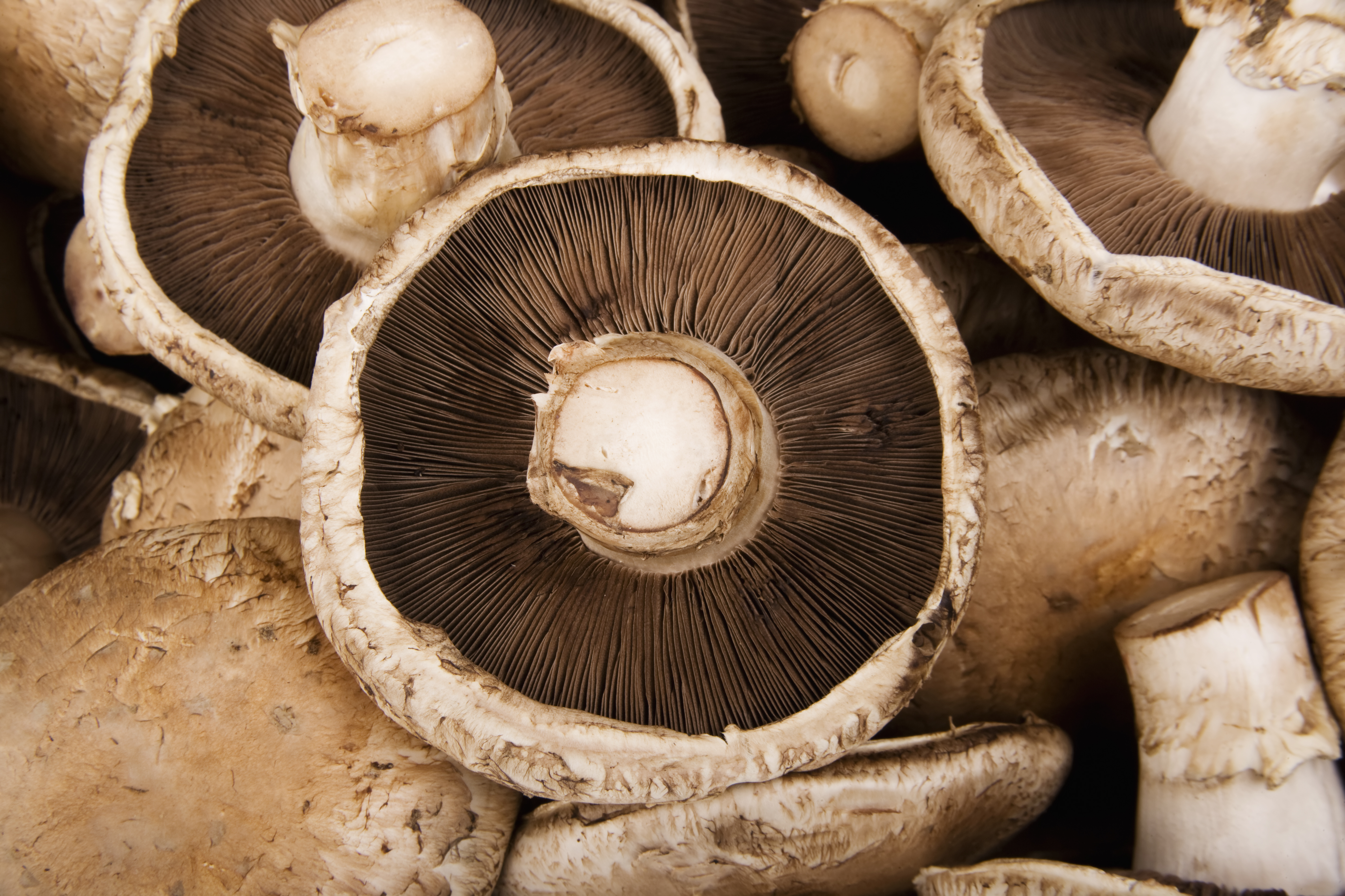 Portobello mushrooms. | Source: Getty Images
