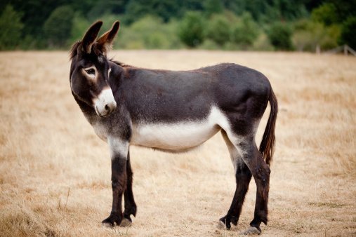 A Mule / Photo: Getty Images