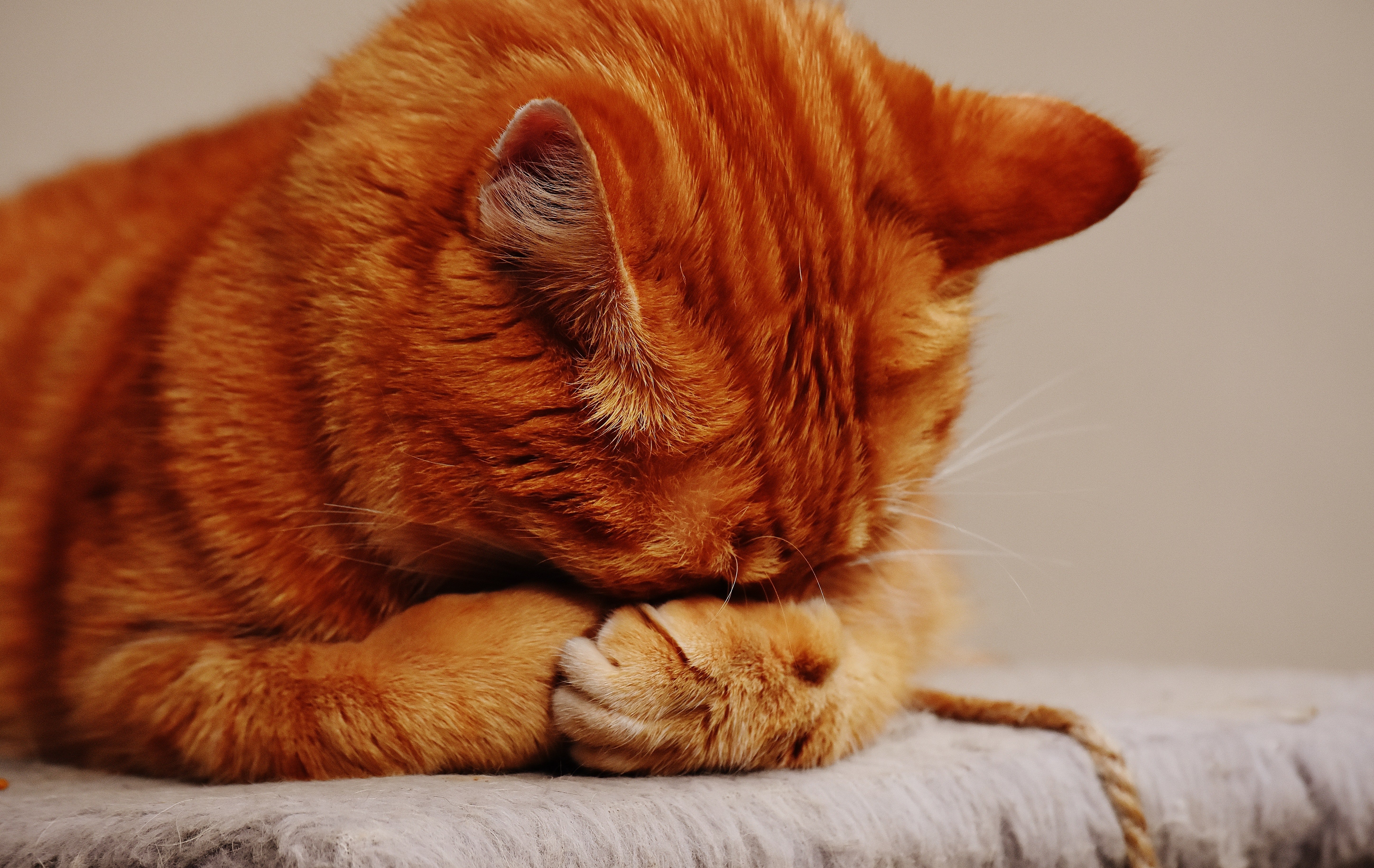 Ginger cat asleep. | Source: Pexels