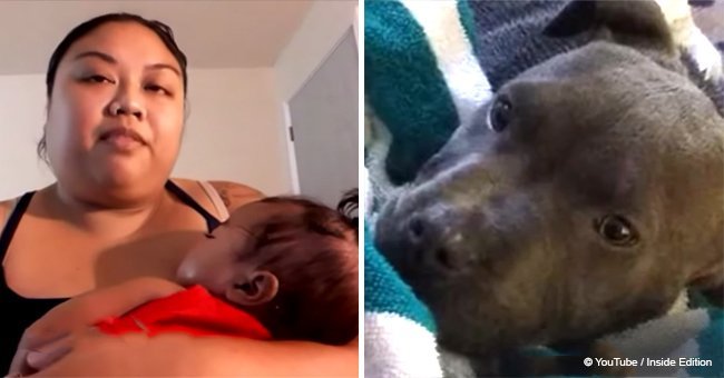 Pit bull dragged 7-month-old baby by diaper to save her from deadly threat