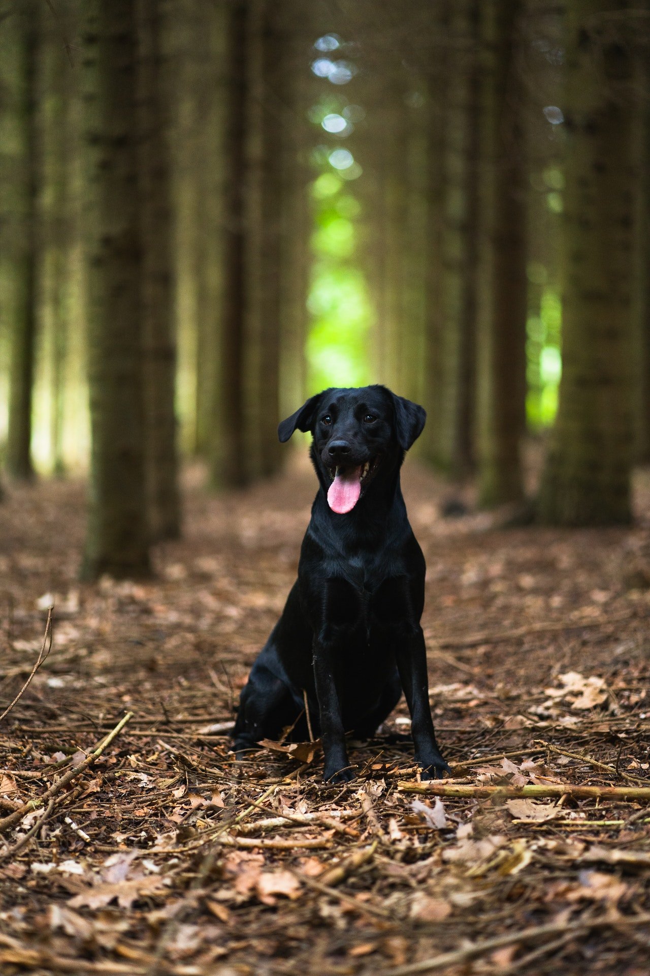 Buddy led them back home. | Source: Pexels