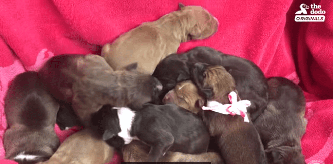 Une chienne errante réunie avec ses chiots. | Photo : Youtube/The Dodo