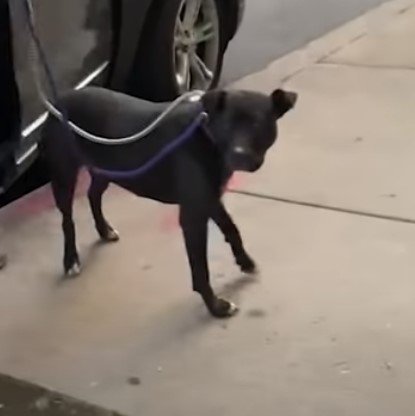 Gracie, während sie zu ihrer Besitzerin zurückgebracht wird. I Quelle: youtube.com/ABC7Chicago