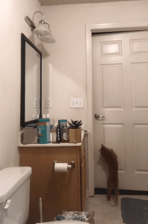 Gato intentando salir del baño. Fuente: Twitter/steeleio_ Gato intentando salir del baño. Fuente: Twitter/steeleio_