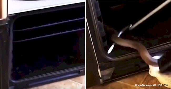 Old woman opens the oven to bake some chips and finds a sneaky creature hiding inside