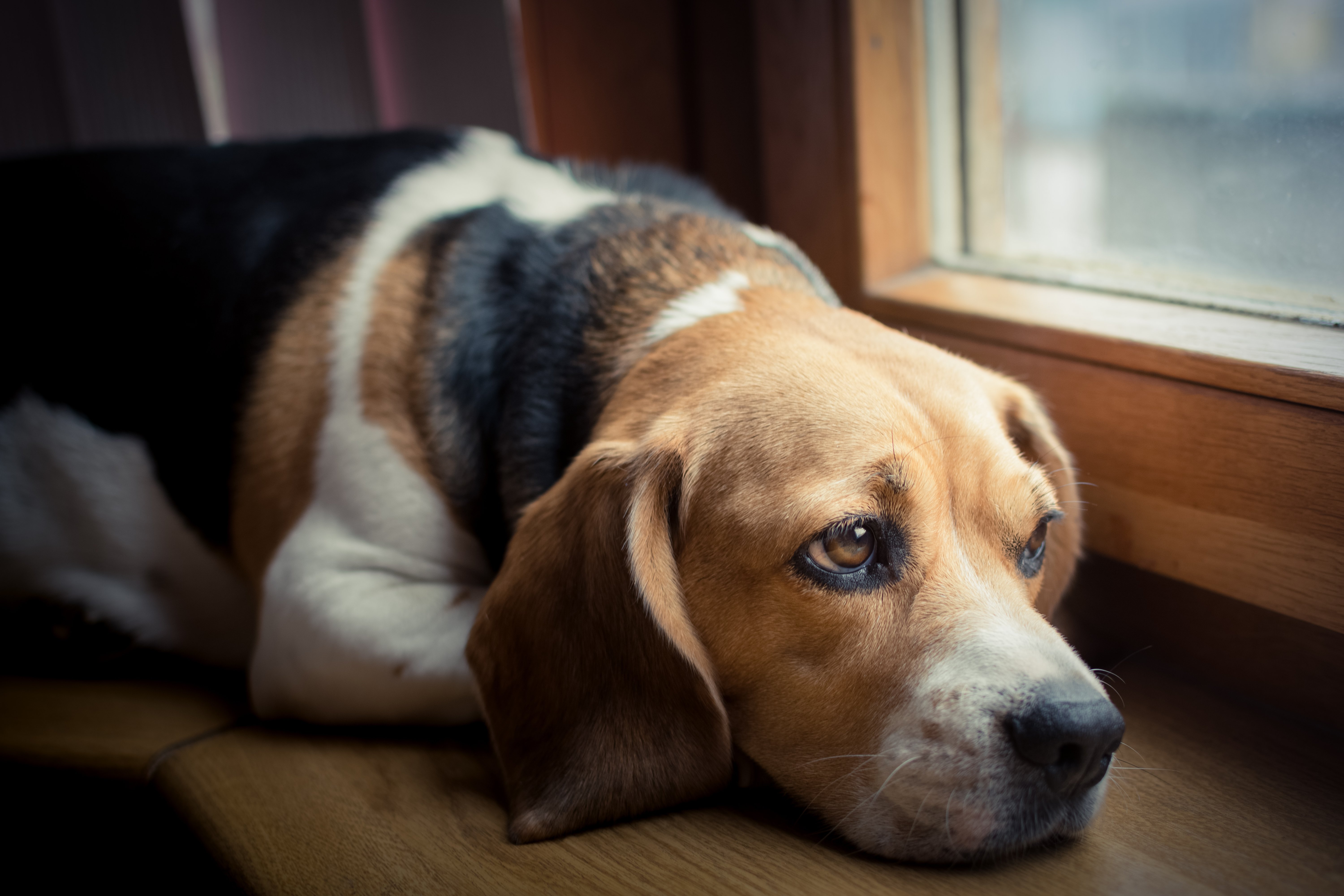 Trauriger Hund am Fenster | Quelle: Shutterstock