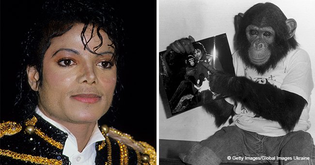 Sad Story behind Michael Jackson's Chimp Bubbles Who Is Now 34