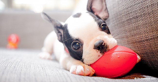 Puppies to blame for outbreak of drug-resistent infection in at least 118 people from 18 states