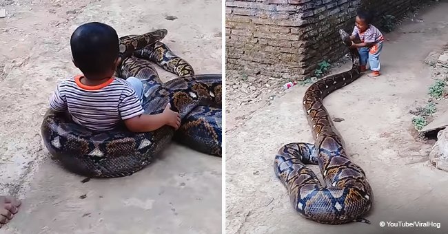 Parents spark outrage after filming their toddler playing with a giant python