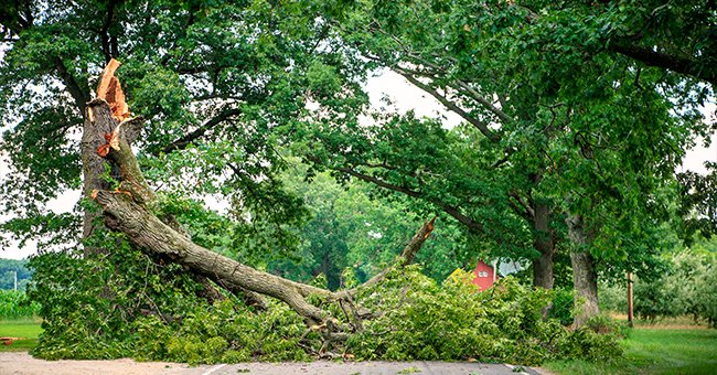 Photo of a fallen tree. | Photo: Shutterstock