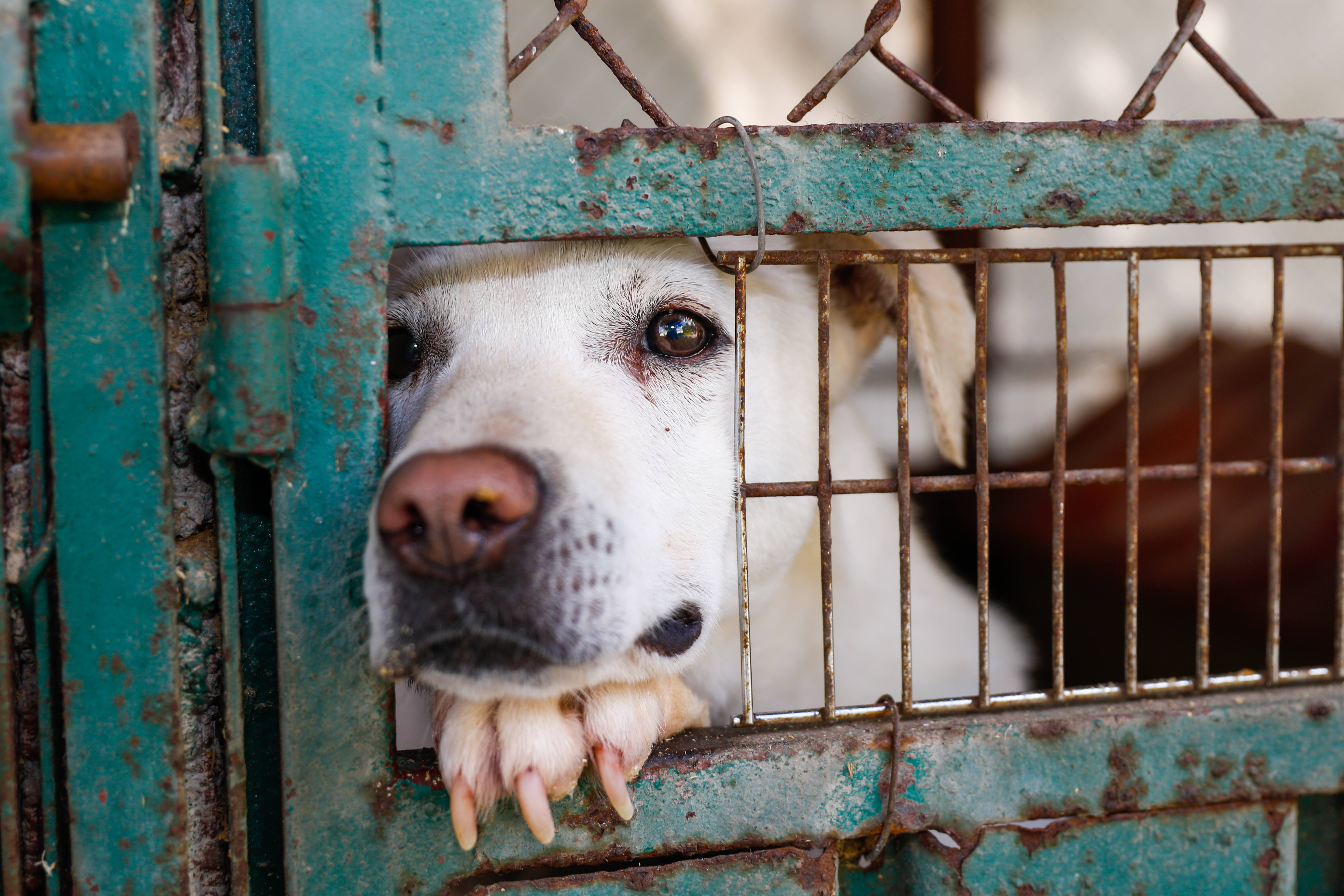 Um cão em um abrigo | Fonte: Getty Images