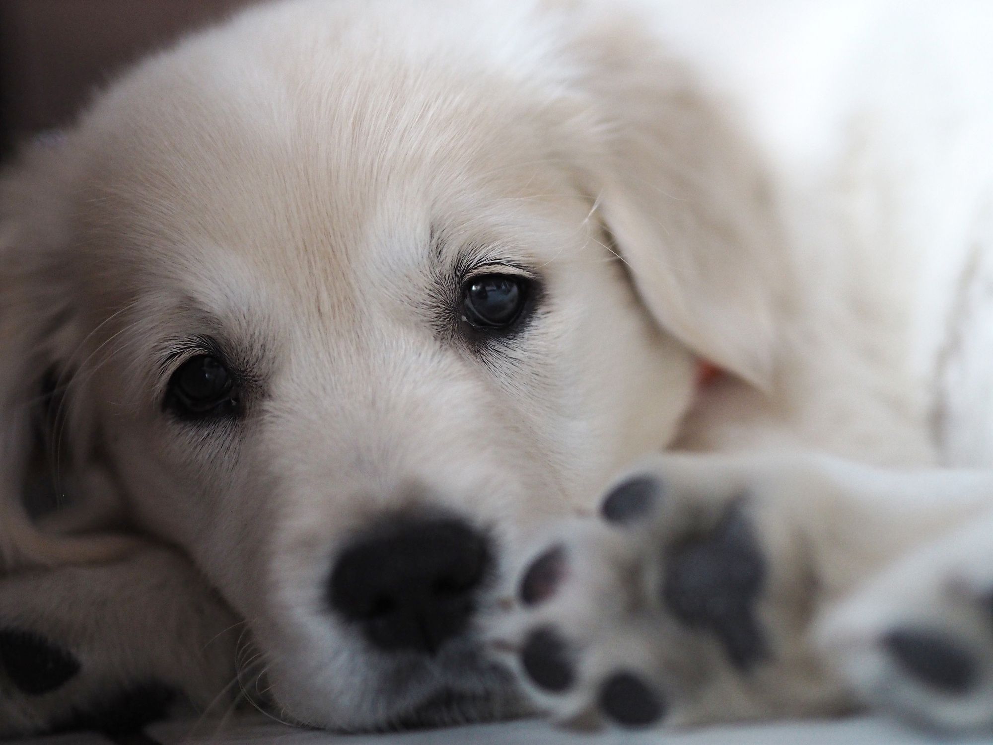 Puppy lying down and looking at the camera. | Photo: Getty Images
