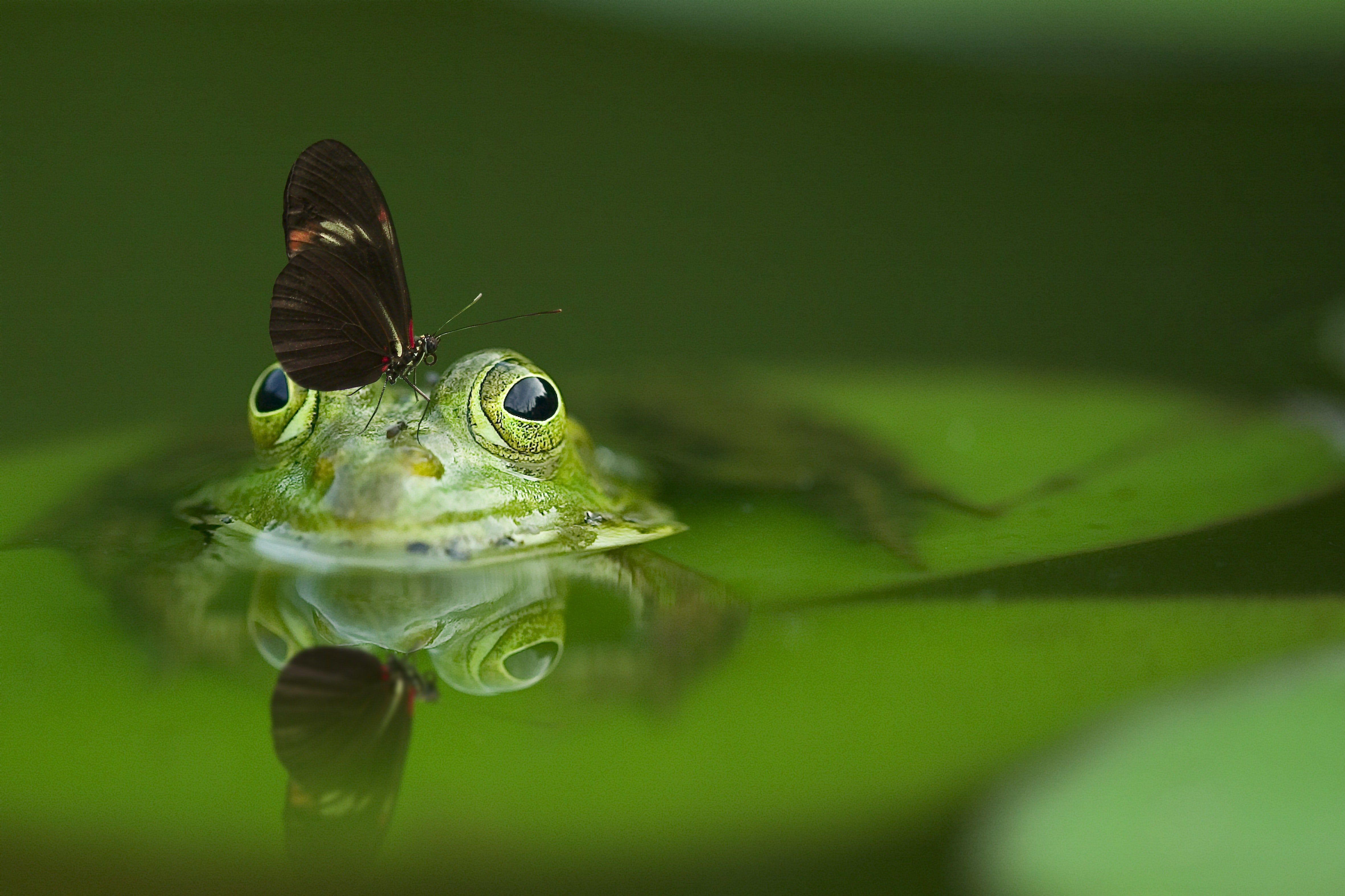 Pictured - A long wing butterfly on top of a frog's head soaking on water | Source: Pexels 