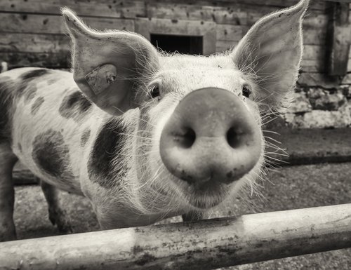 A Pig on a farm similar in appearance to Princess. | Source: Shutterstock