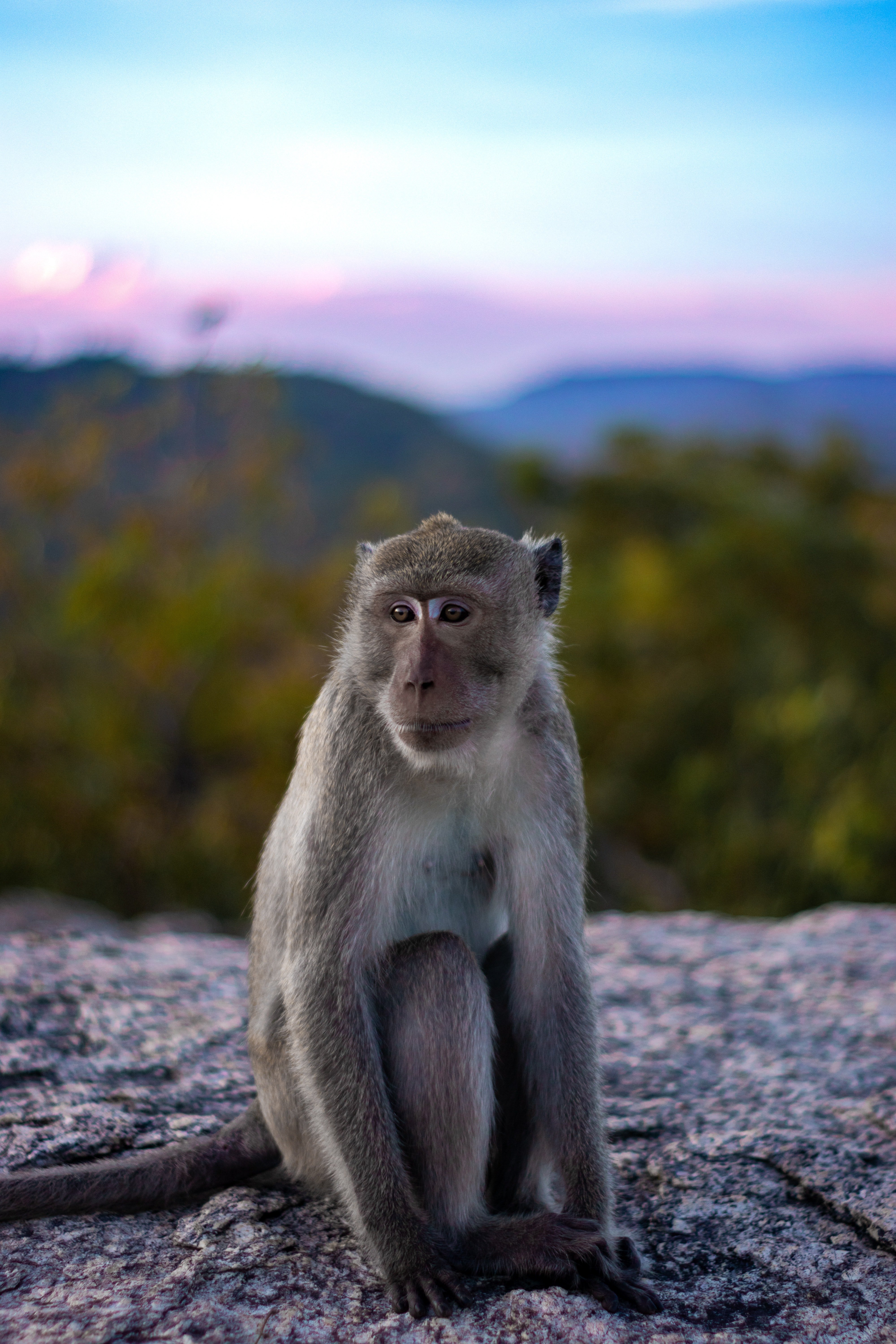 A monkey seated on a rock. | Photo: Pexels/ Leonid Danilov