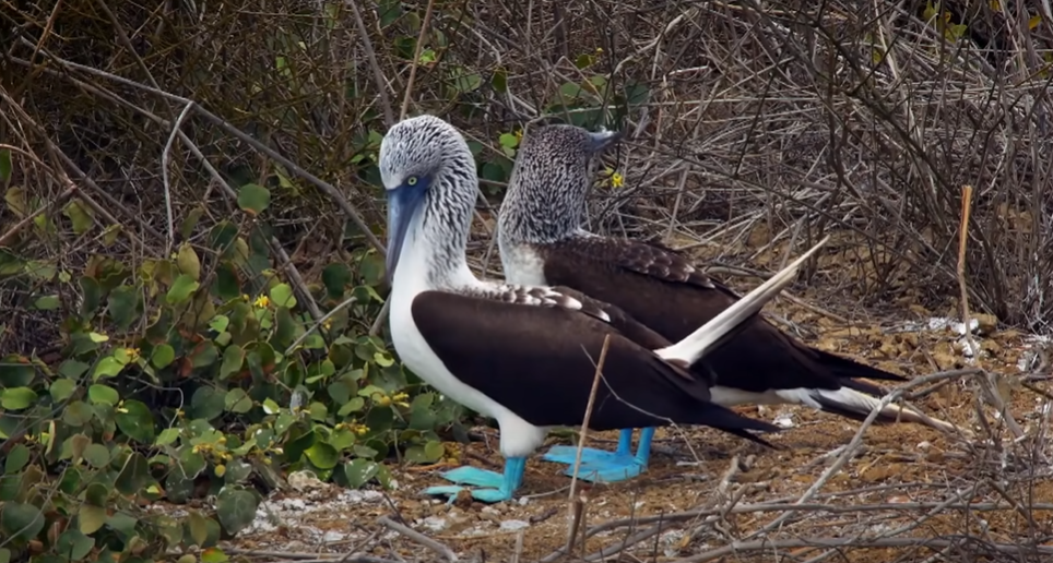 Photo of Blue-footed booby. | Source: youtube.com/Nat Geo WILD
