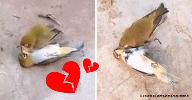 Desperate lovebird refuses to leave his dead partner behind, and minutes later joins him