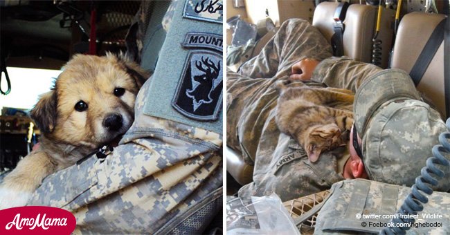 These soldiers became best friends with animals while deployed overseas