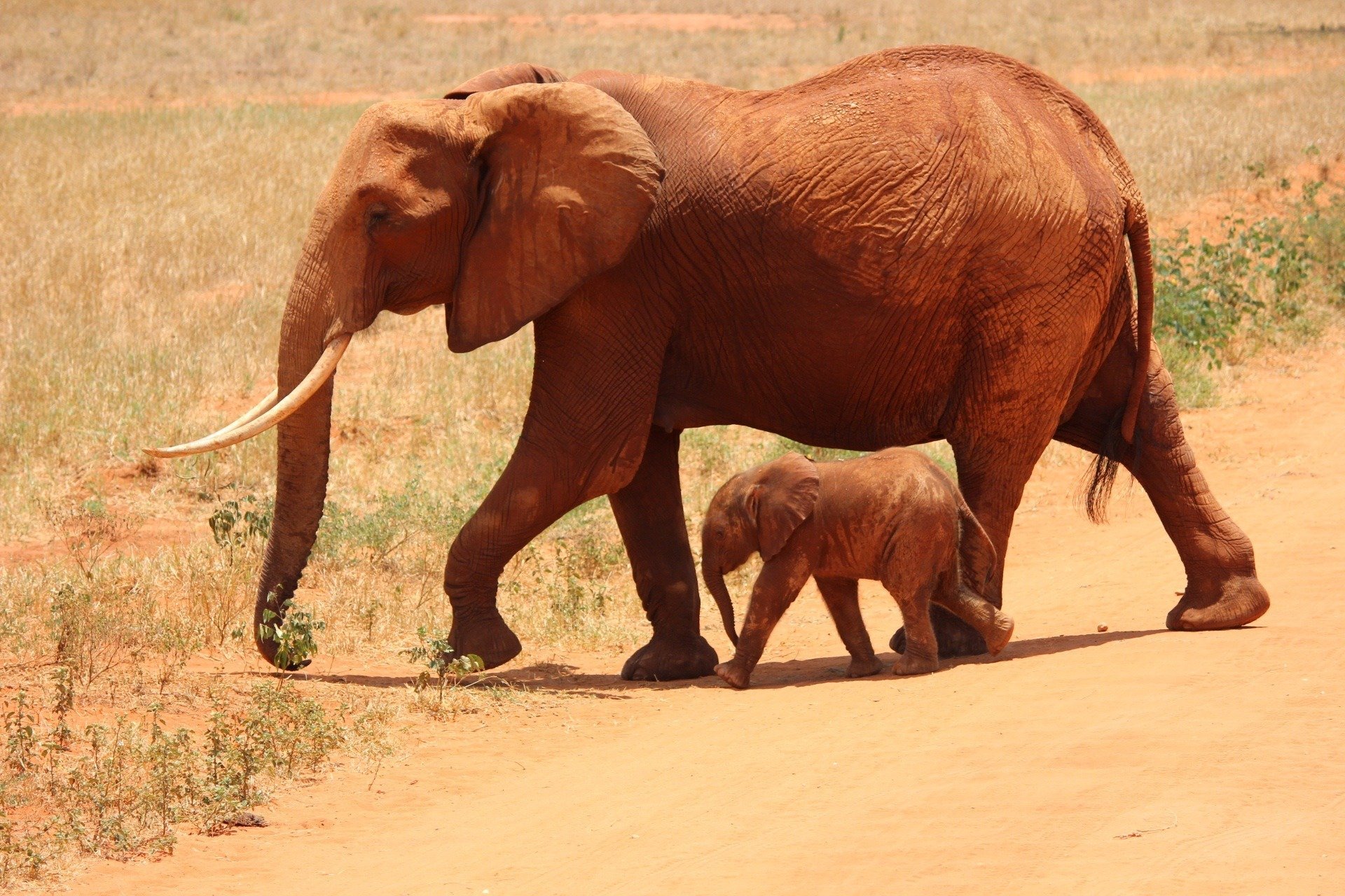 Elefante y cría. Fuente: Pixabay Elefante y cría. Fuente: Pixabay