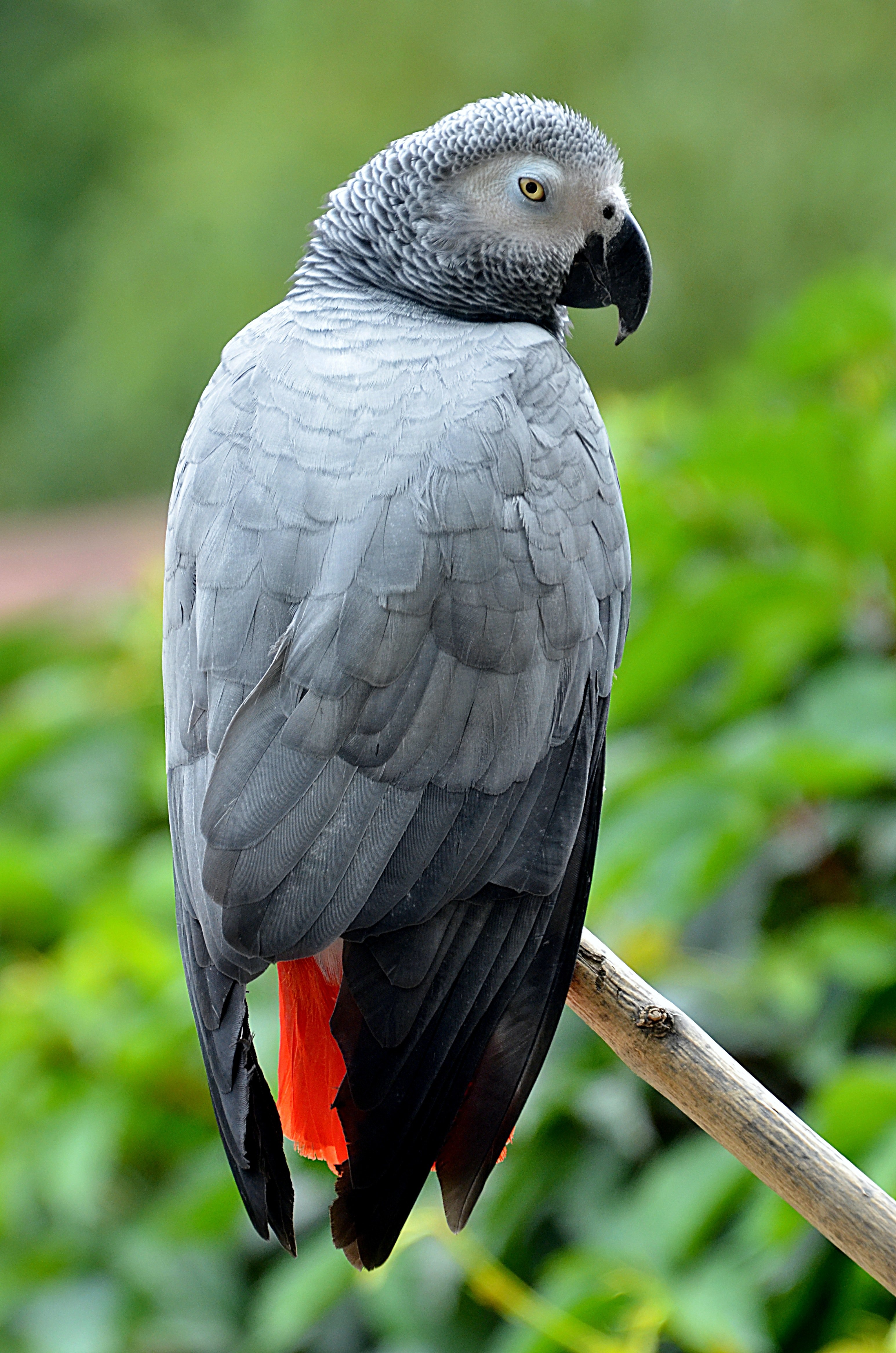 A parrot perched on a stick. | Photo: Pexels