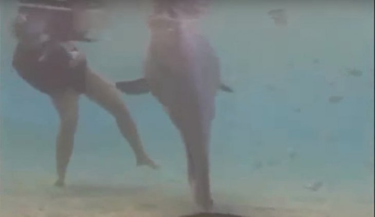 Source : YouTube Dolphin Give Birth on Camera