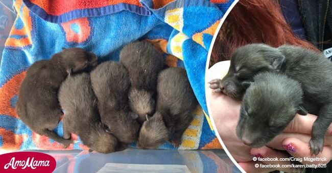 Man thought he found 5 abandoned puppies, but they turned out to be a totally different species