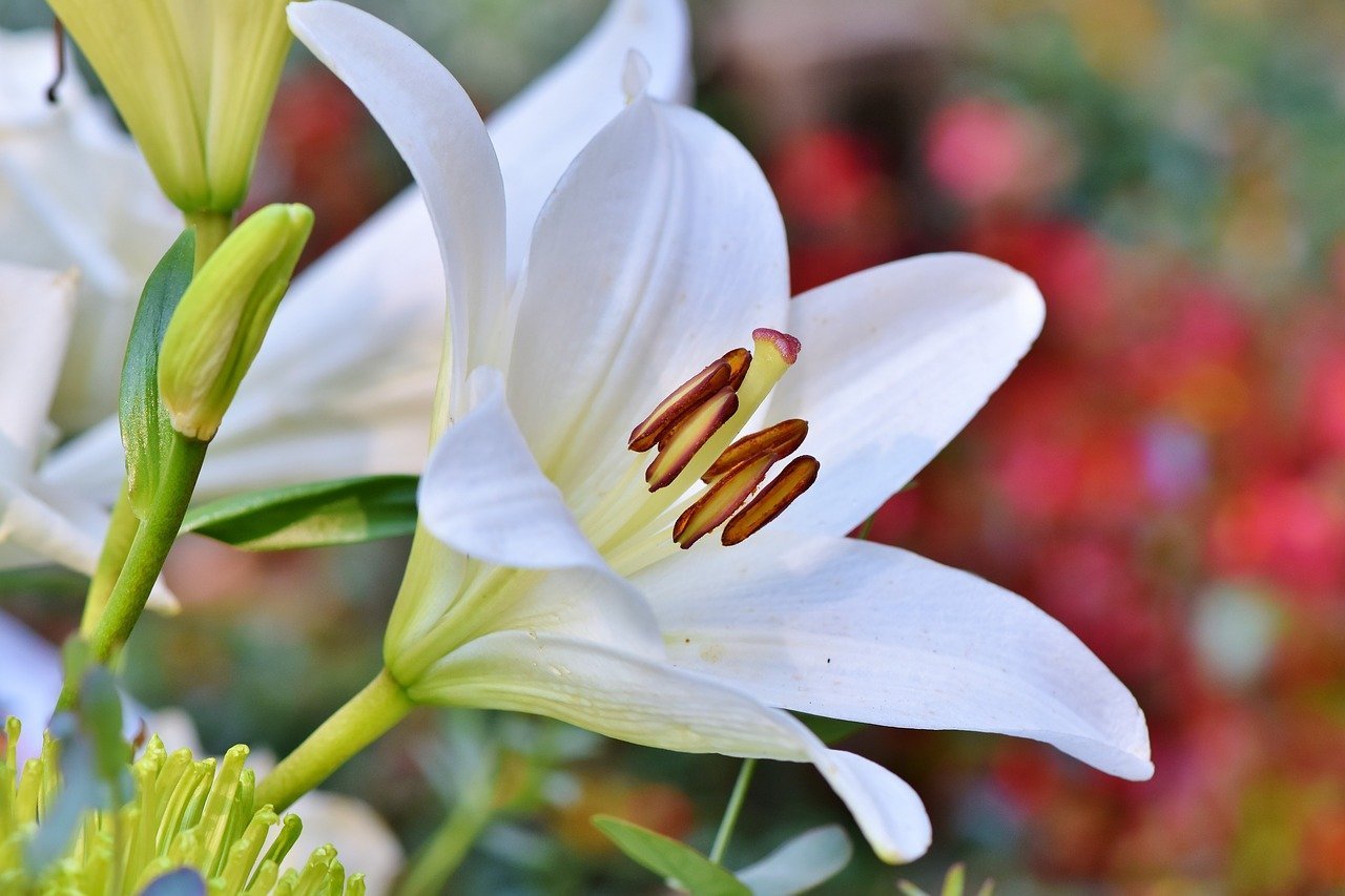 A close-up image of a white lily flower | Photo: Pixabay/Capri23auto