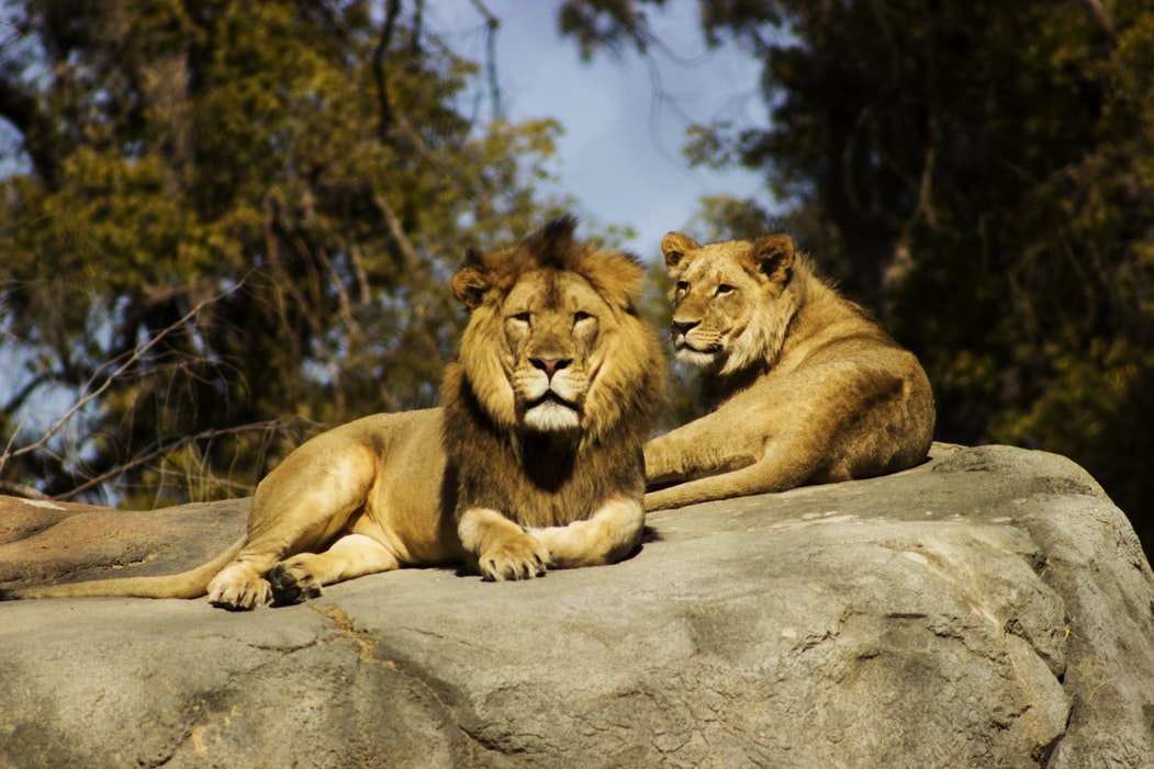 Two lions resting on a rock in a zoo | Photo: Unsplash