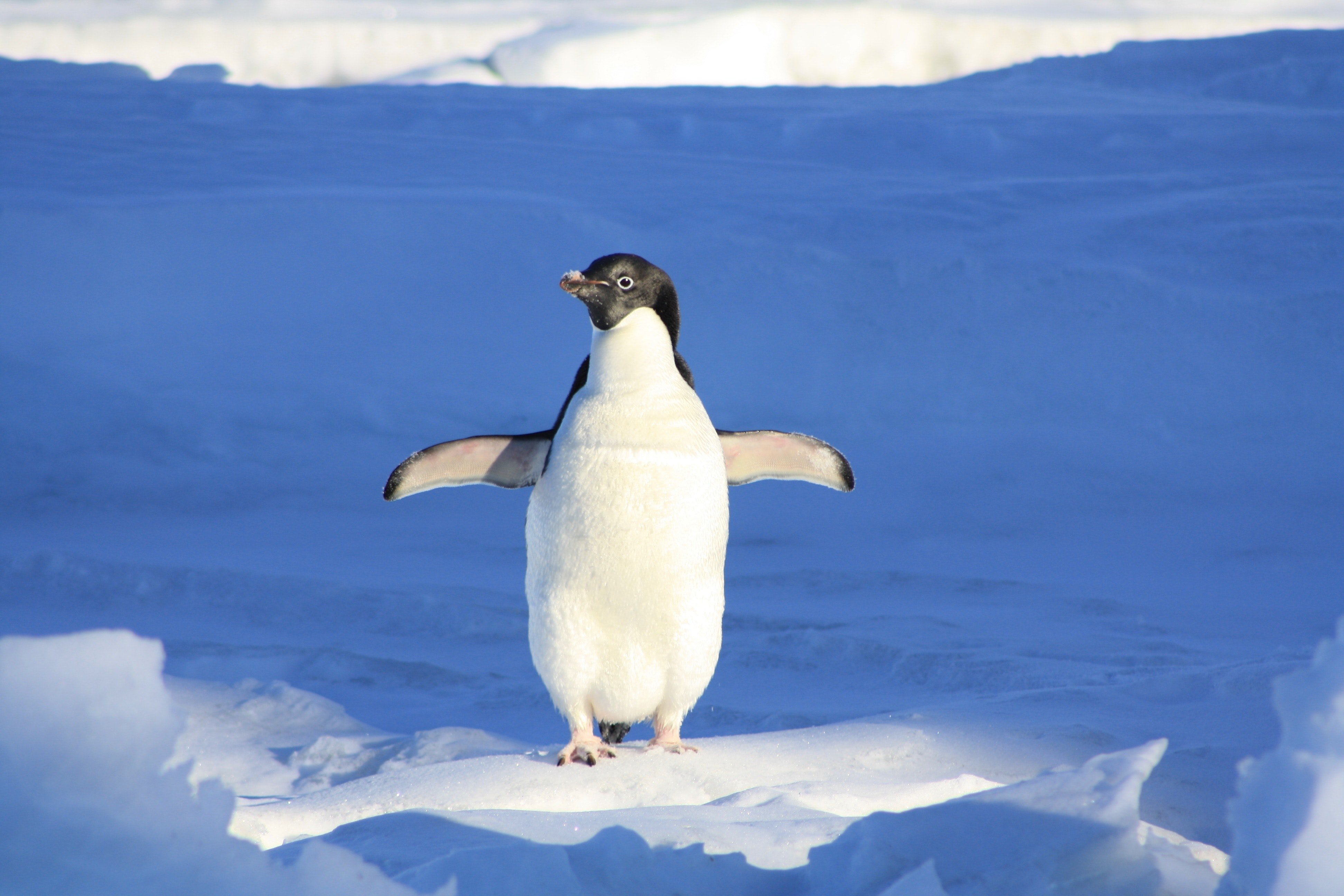  penguin standing on snow. | Pexels/ Pixabay