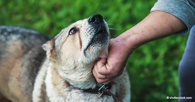 Hundefriseurin packt Hund grausam am Hals und schüttelt ihn vor laufender Kamera
