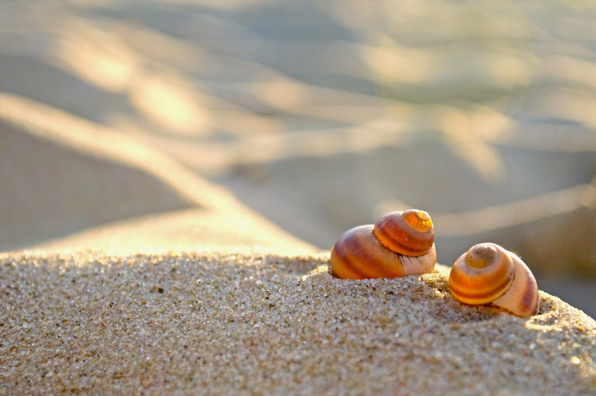 Shells on a dune. | Source: Pixabay. 