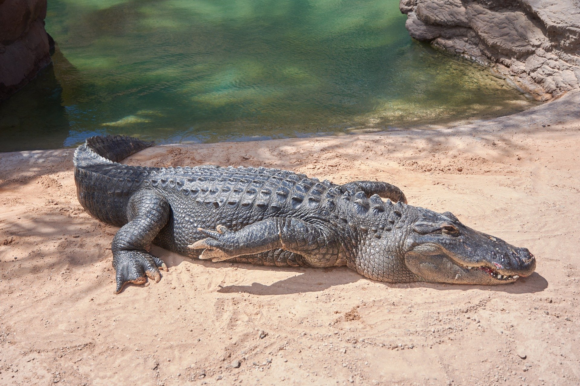 Alligator on a sand bank. | Source: Pixabay