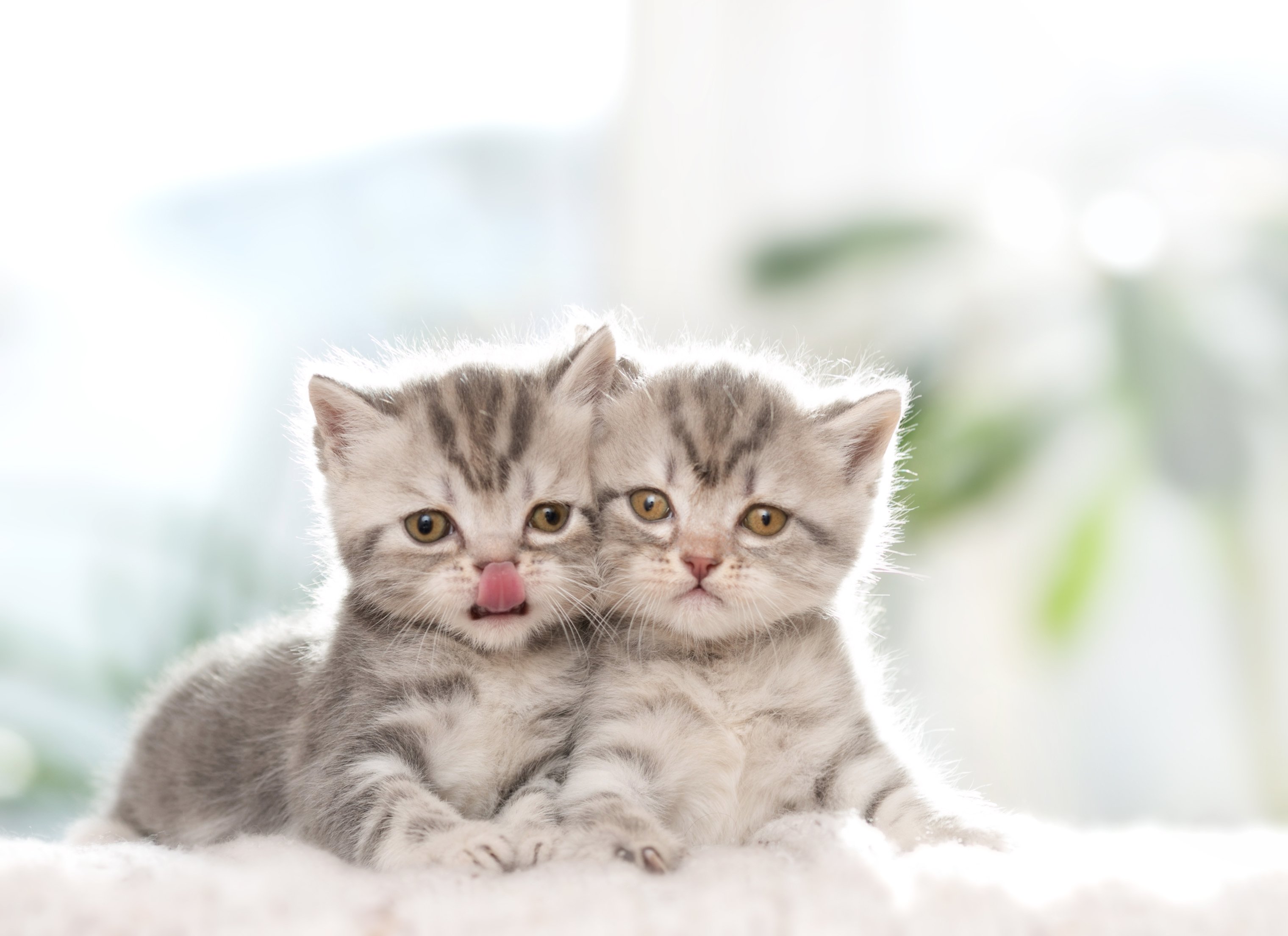 Dos gatitos pedigren británicos. | Foto: Shutterstock