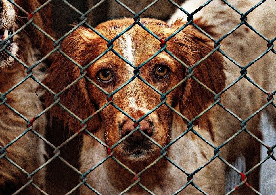 Perro encerrado / Imagen tomada de: Pixabay Perro encerrado / Imagen tomada de: Pixabay