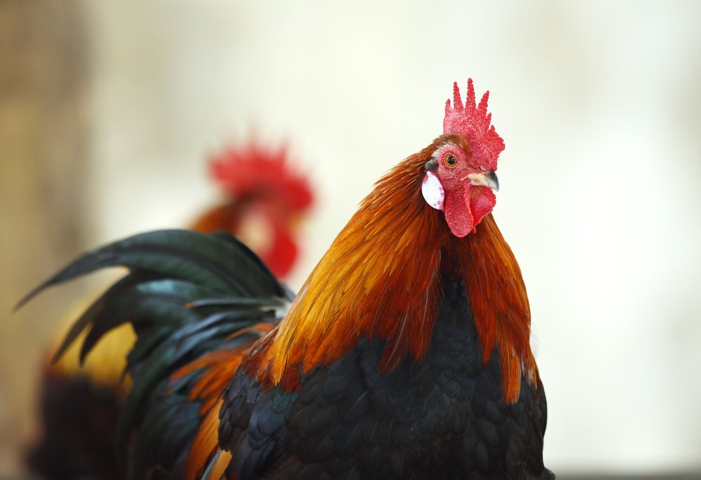 Retrato de dos gallos. | Foto: Shutterstock