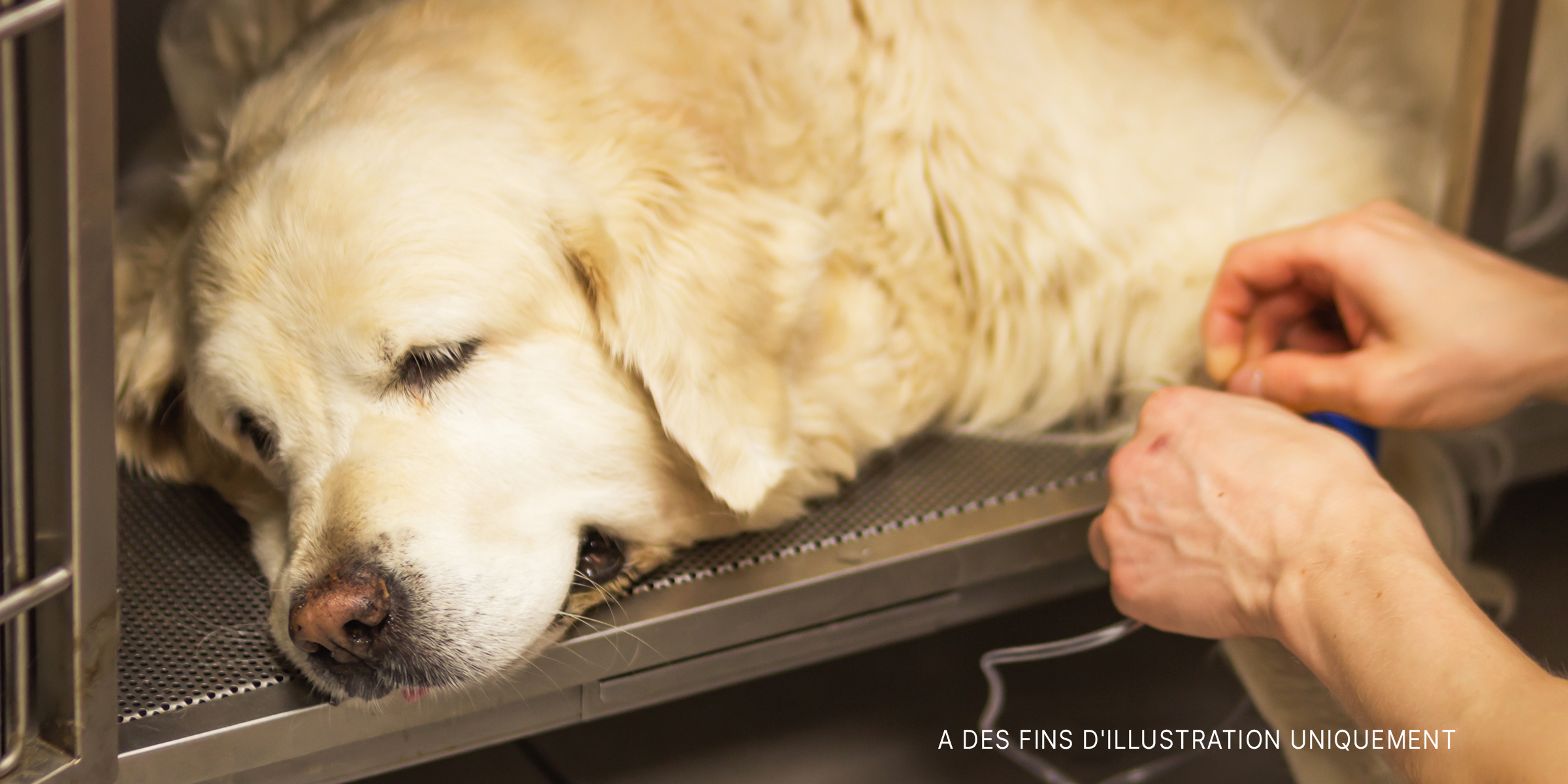 Un chien malade traité par intraveineuse | Source : Shutterstock
